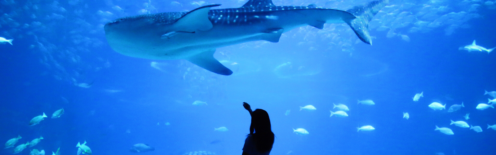 person looking at whale in aquarium