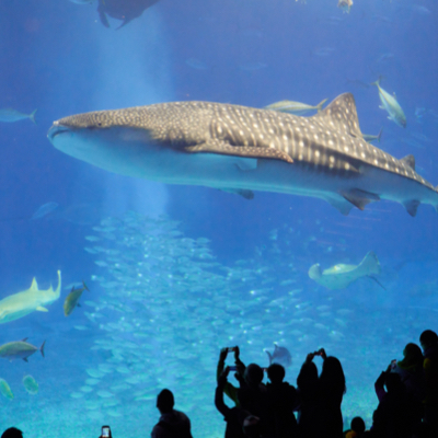 People gathered around aquairum glass to see shark