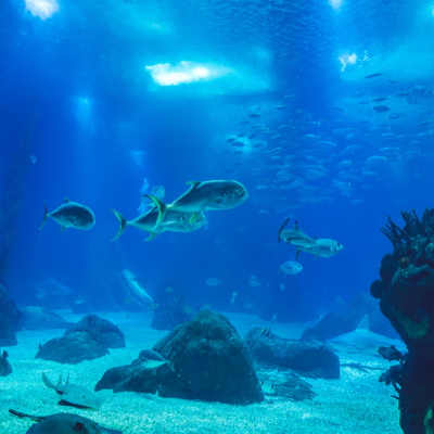 Fish swimming in aquarium