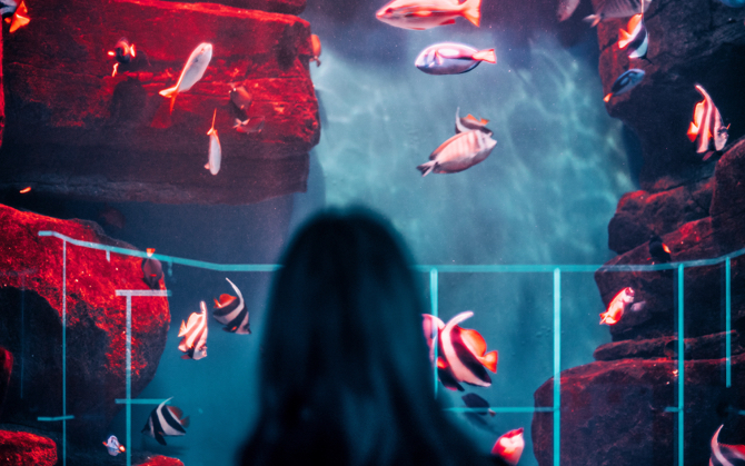 Person looking at fish in an aquarium