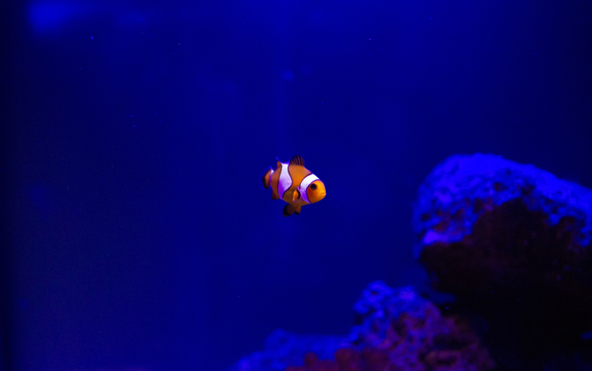 Person looking at fish in an aquarium